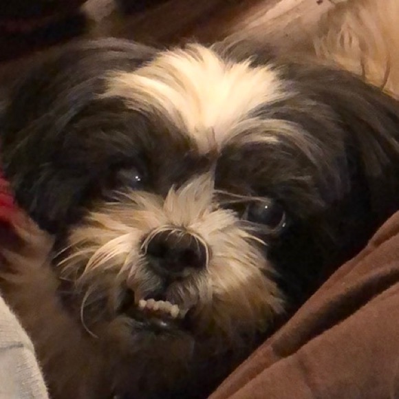 😎 BUNDLE & SAVE 30% 🐾🐾 75% to Animal Rescue🐾🐾 - Picture 5 of 5